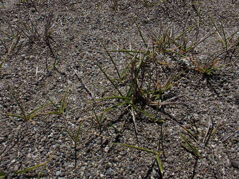 Plancia ëd Zoysia minima (Colenso) Zotov