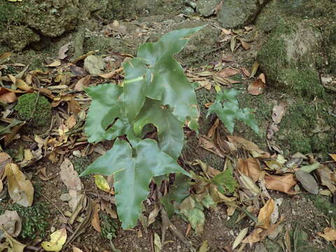 Plancia ëd Asplenium hemionitis L.