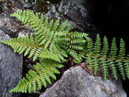 Image of Dryopteris komarovii Kossinsky