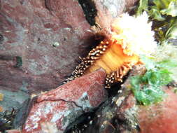 Image of Orange Sea Cucumber