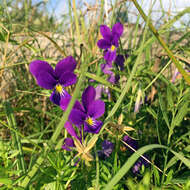 صورة <i>Viola lutea</i> var. <i>westfalica</i> A. A. H. Schulz