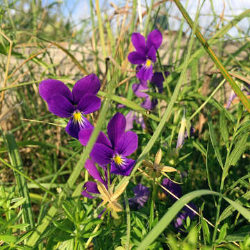 صورة <i>Viola lutea</i> var. <i>westfalica</i> A. A. H. Schulz