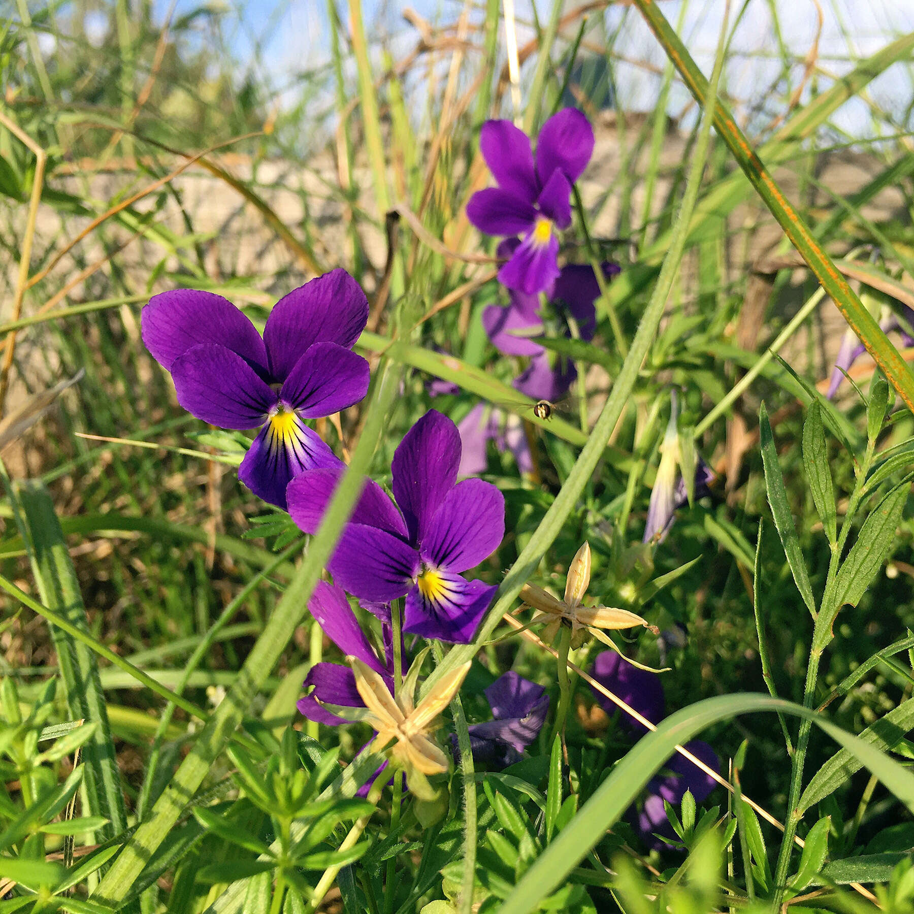 Image of <i>Viola lutea</i> var. <i>westfalica</i> A. A. H. Schulz