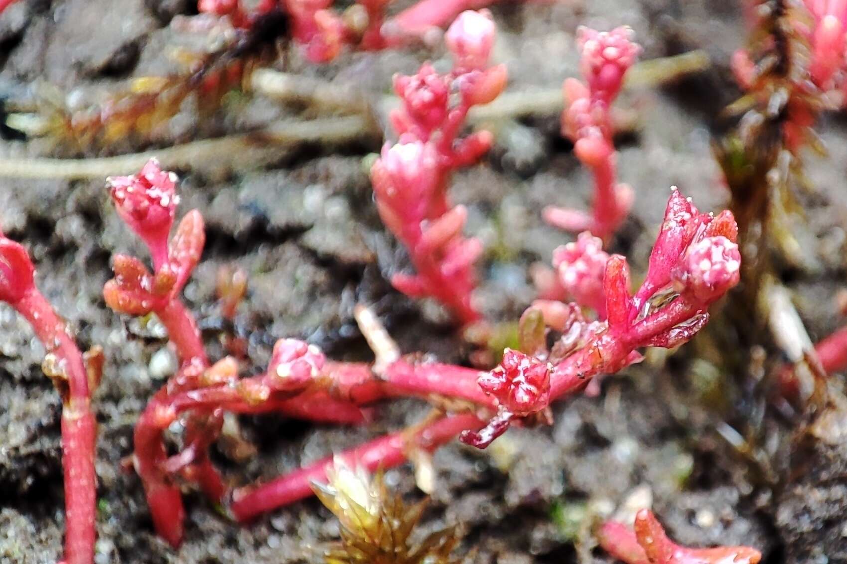 Image of Crassula vaillantii (Willd.) Roth