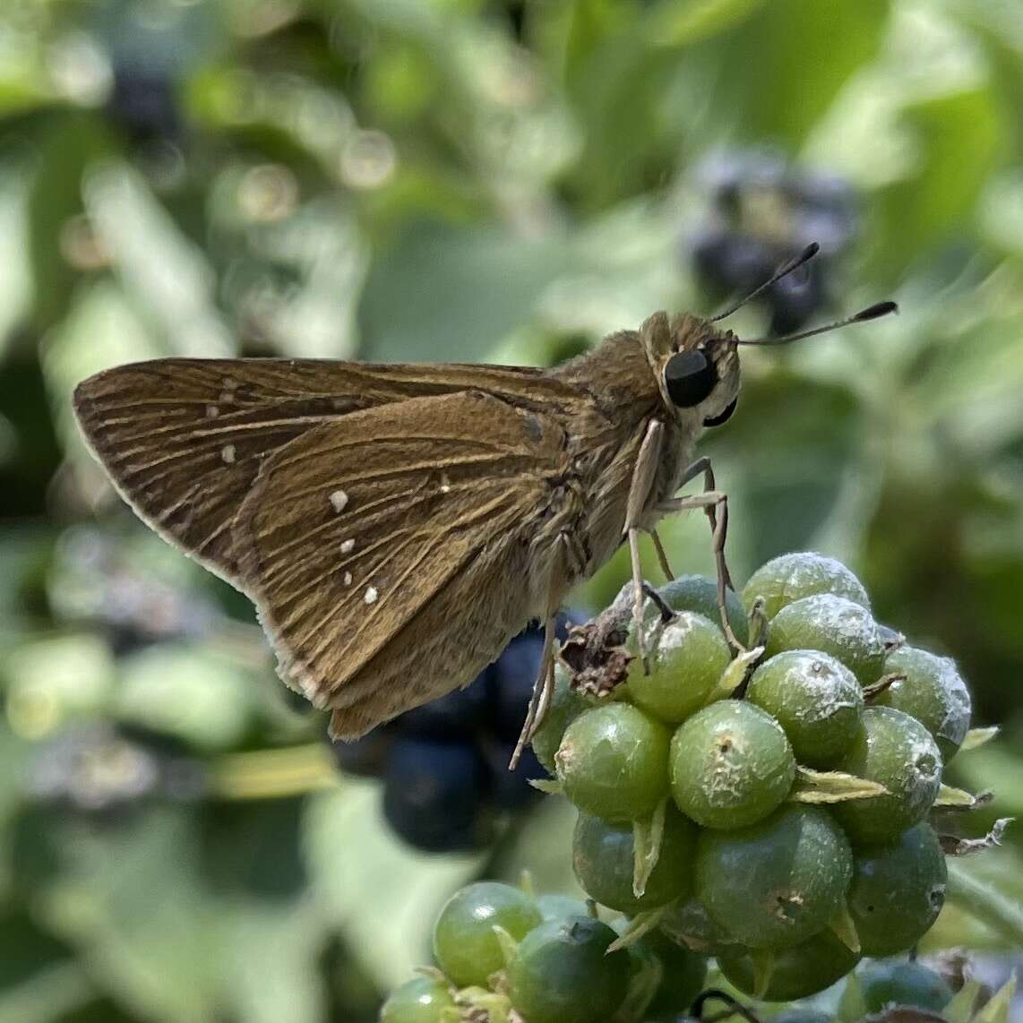 Image de Hespérie du Millet