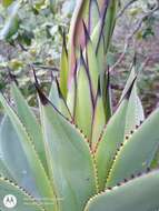 Image of Chamula agave