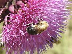 Sivun Anthophora montana Cresson 1869 kuva