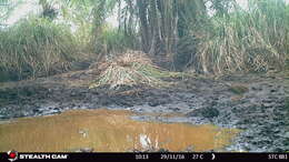 Image of Double-spurred Francolin