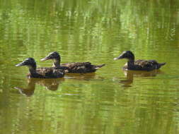 Image of Laysan Duck