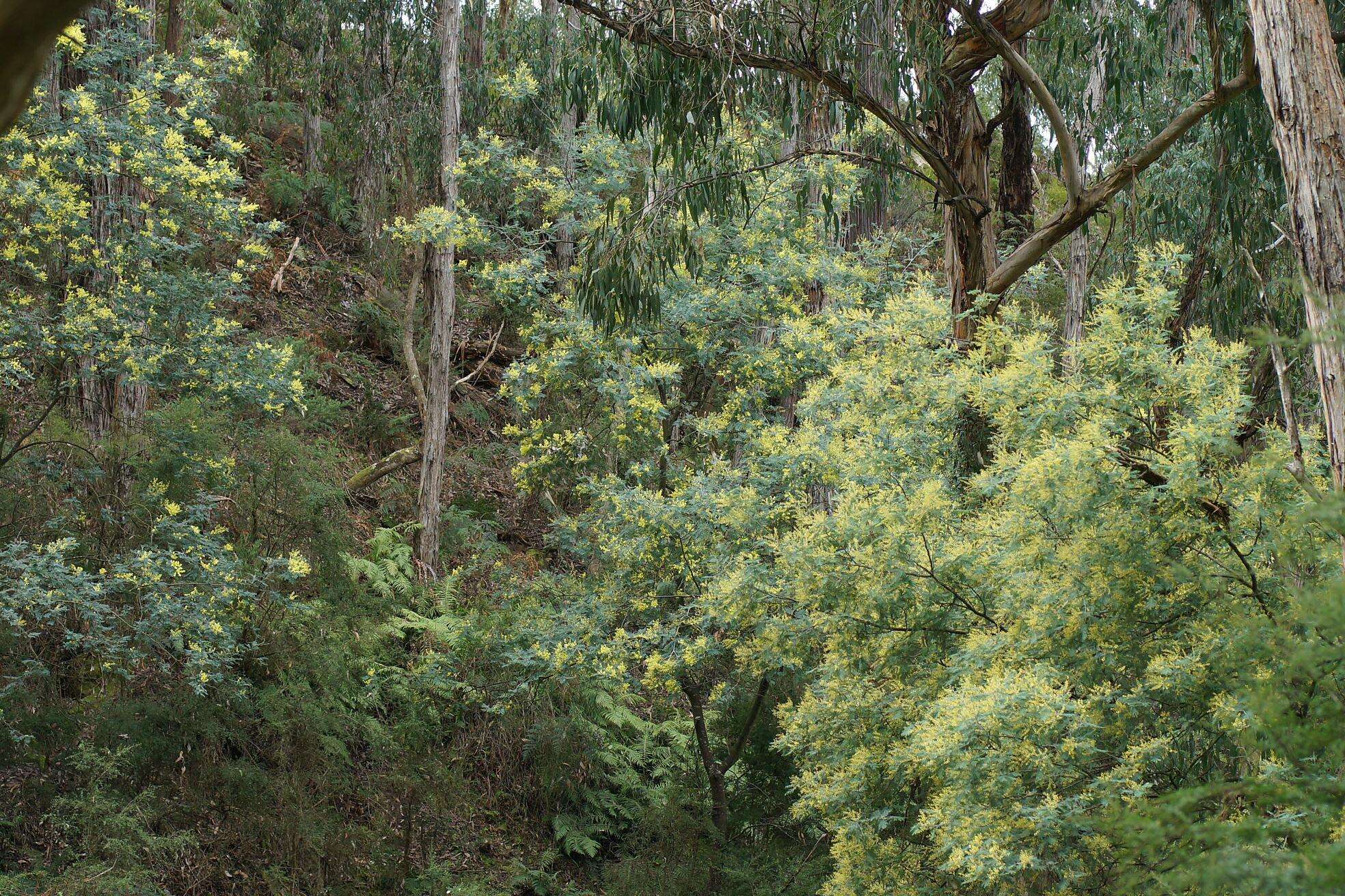 Plancia ëd Acacia dealbata Link