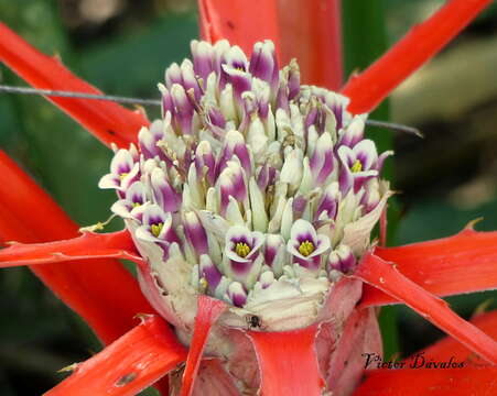 Bromelia serra Griseb.的圖片