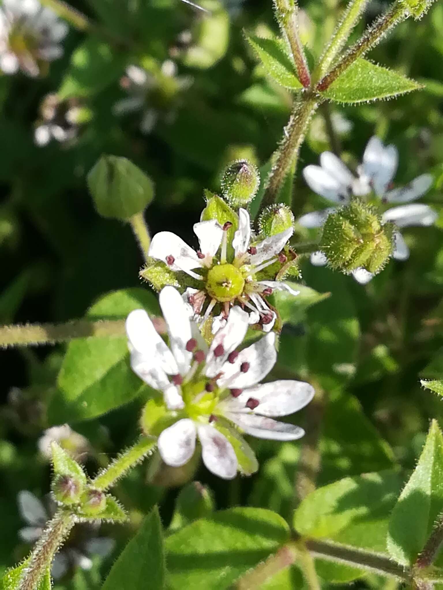 Microbotryum stellariae (Sowerby) G. Deml & Oberw. 1982的圖片