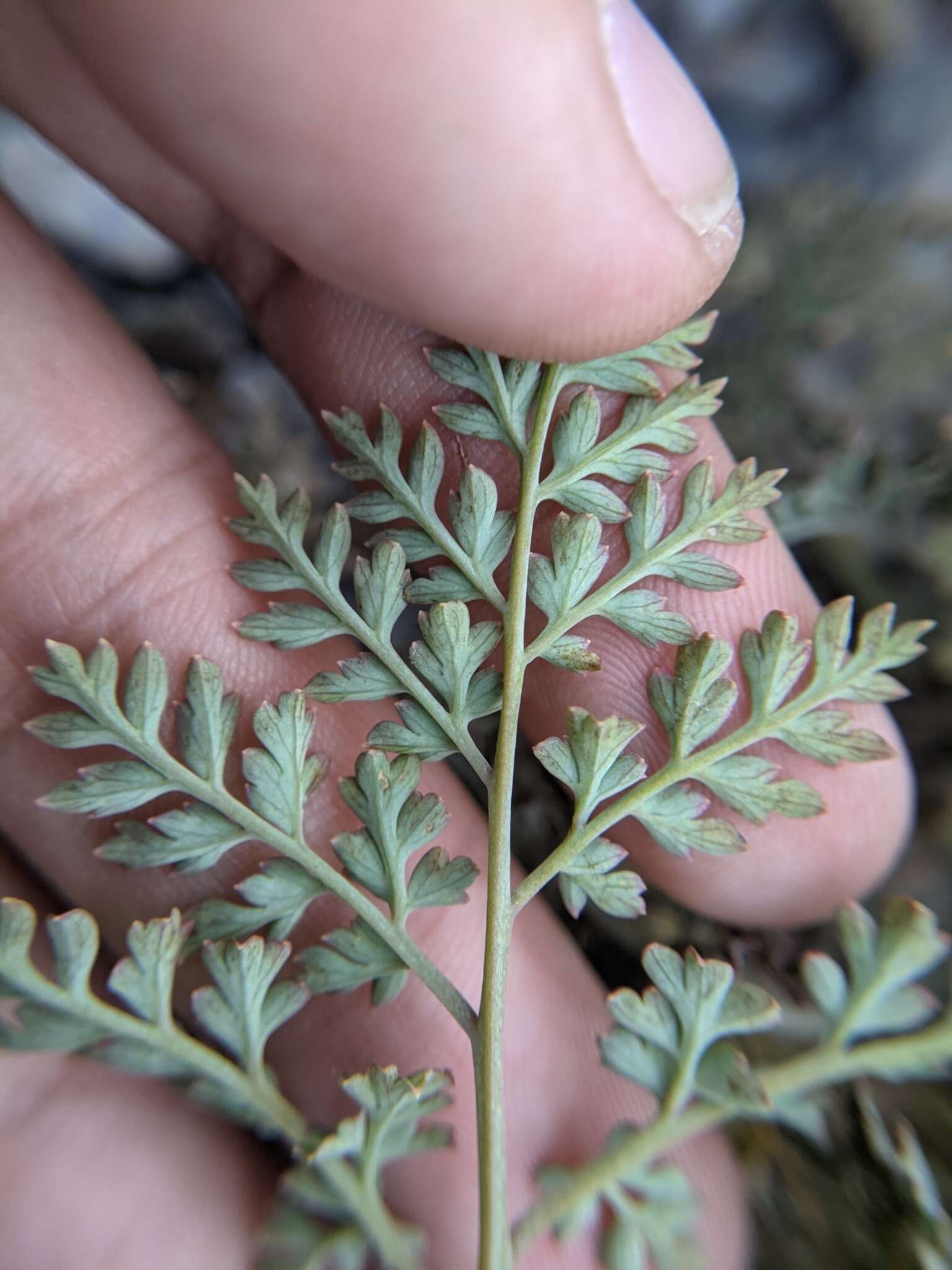 Image of Corydalis ophiocarpa Hook. fil. & Thomson