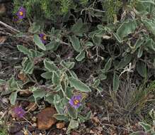 Image of Solanum quadriloculatum F. Müll.