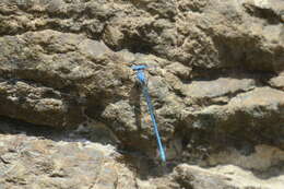 Image of Powder blue damsel