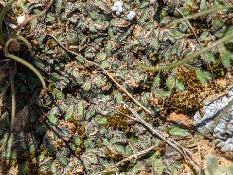 Image of Riccia atromarginata Levier