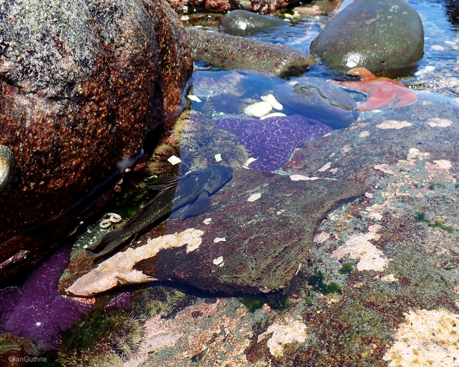 Image of Copper rockfish