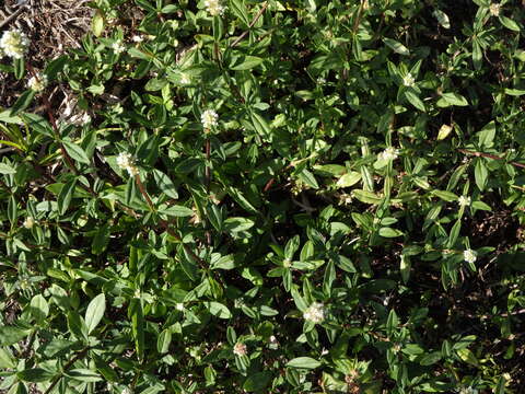 Image of shrubby false buttonweed