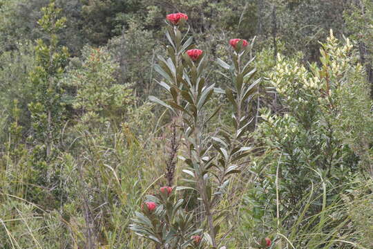 Image of Telopea truncata (Labill.) R. Br.