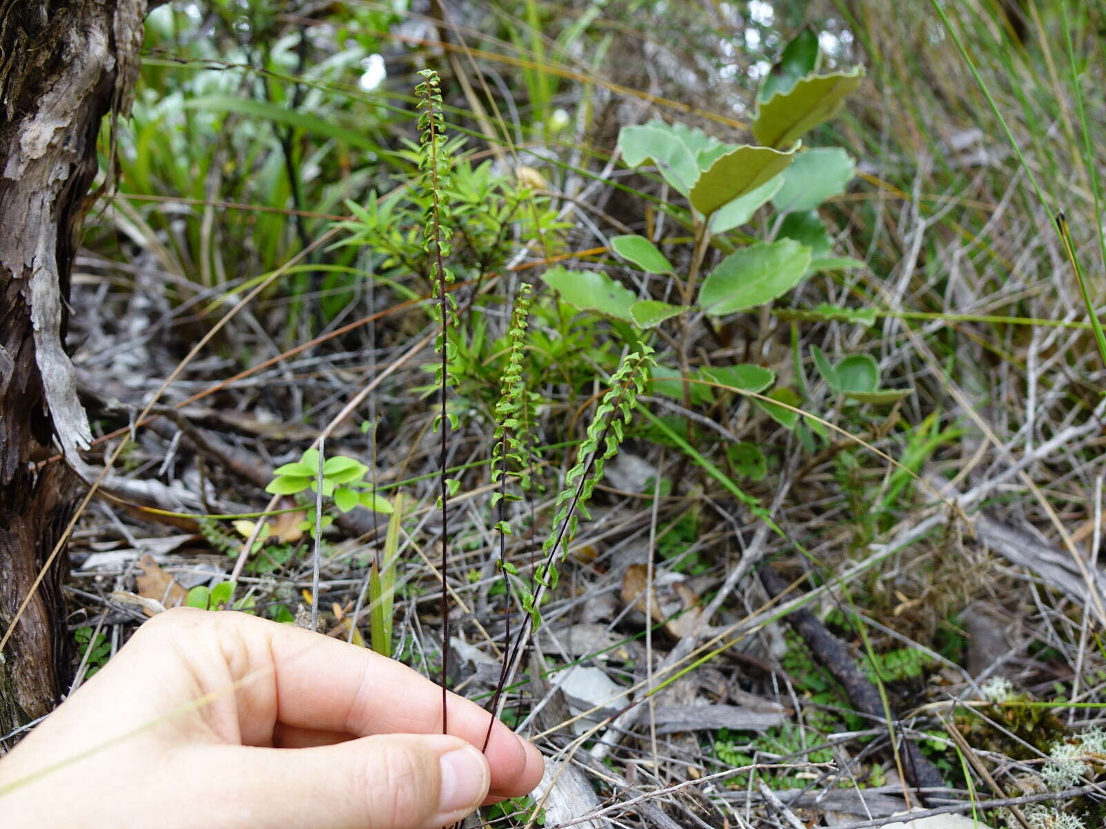 Image of Lindsaea linearis Sw.