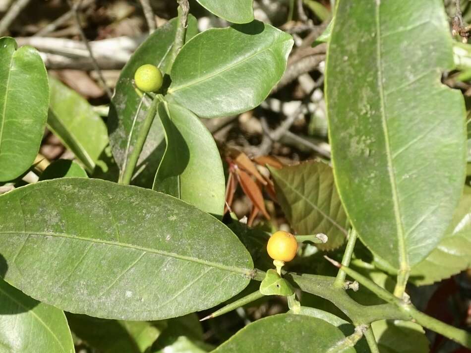 Image of Cherry Orange