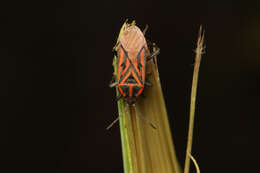 Image of Spilostethus rivularis (Germar & E. F. 1837)