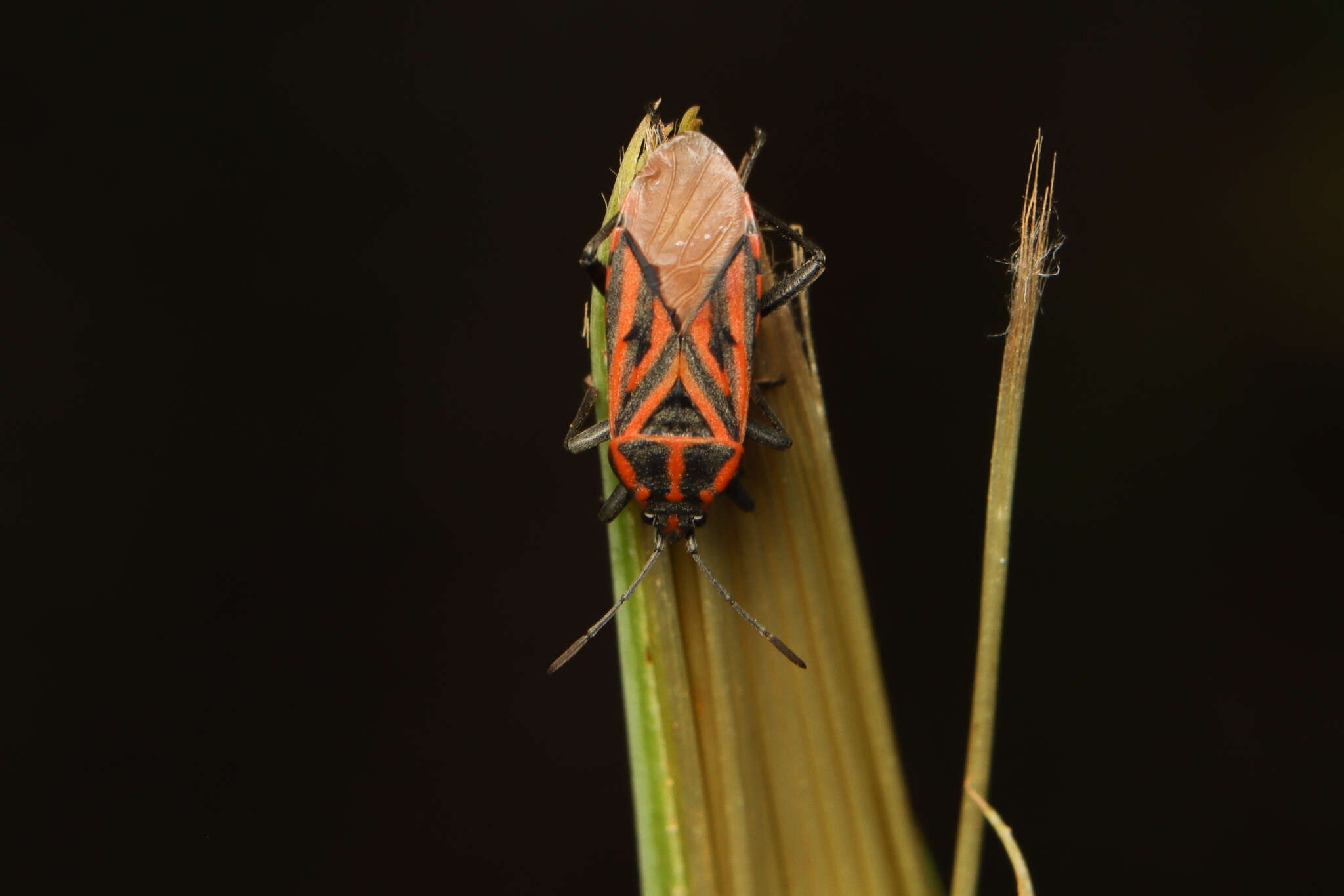 Image of Spilostethus rivularis (Germar & E. F. 1837)