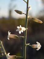 Image of Hemiphylacus latifolius S. Watson