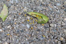 Image of Boxwood leafminer