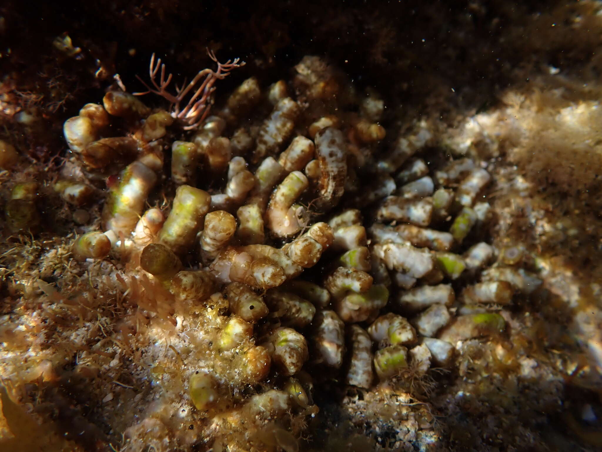 Image of warty sea mat