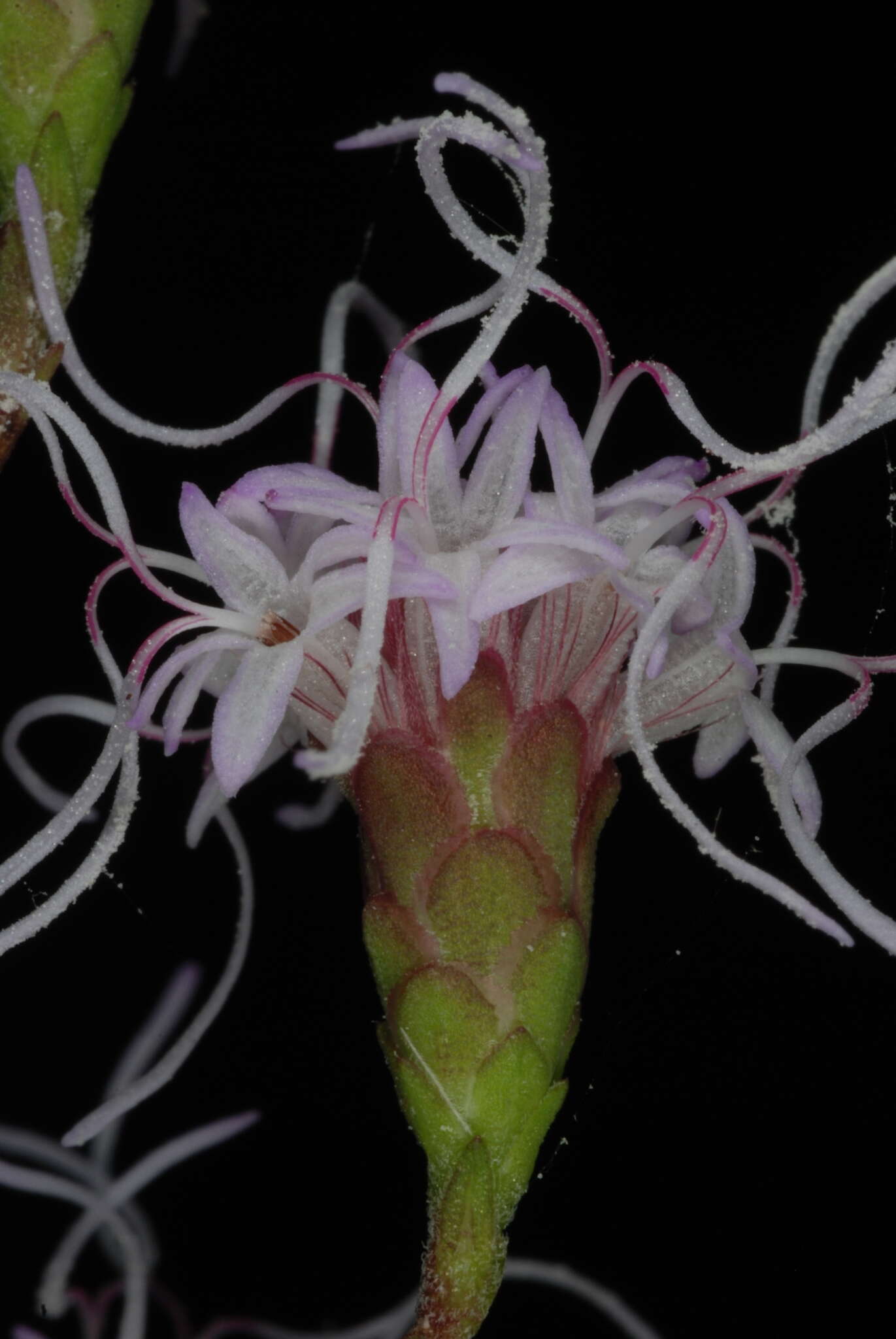 Image of spreading blazing star