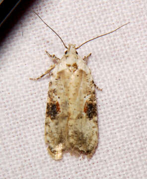 Image of Poison Hemlock Moth