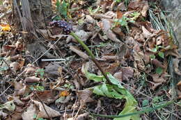 Arisaema serratum var. serratum的圖片