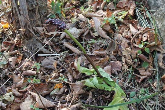 Image of Arisaema serratum var. serratum