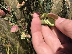 صورة Pimelea bracteata S. Threlfall