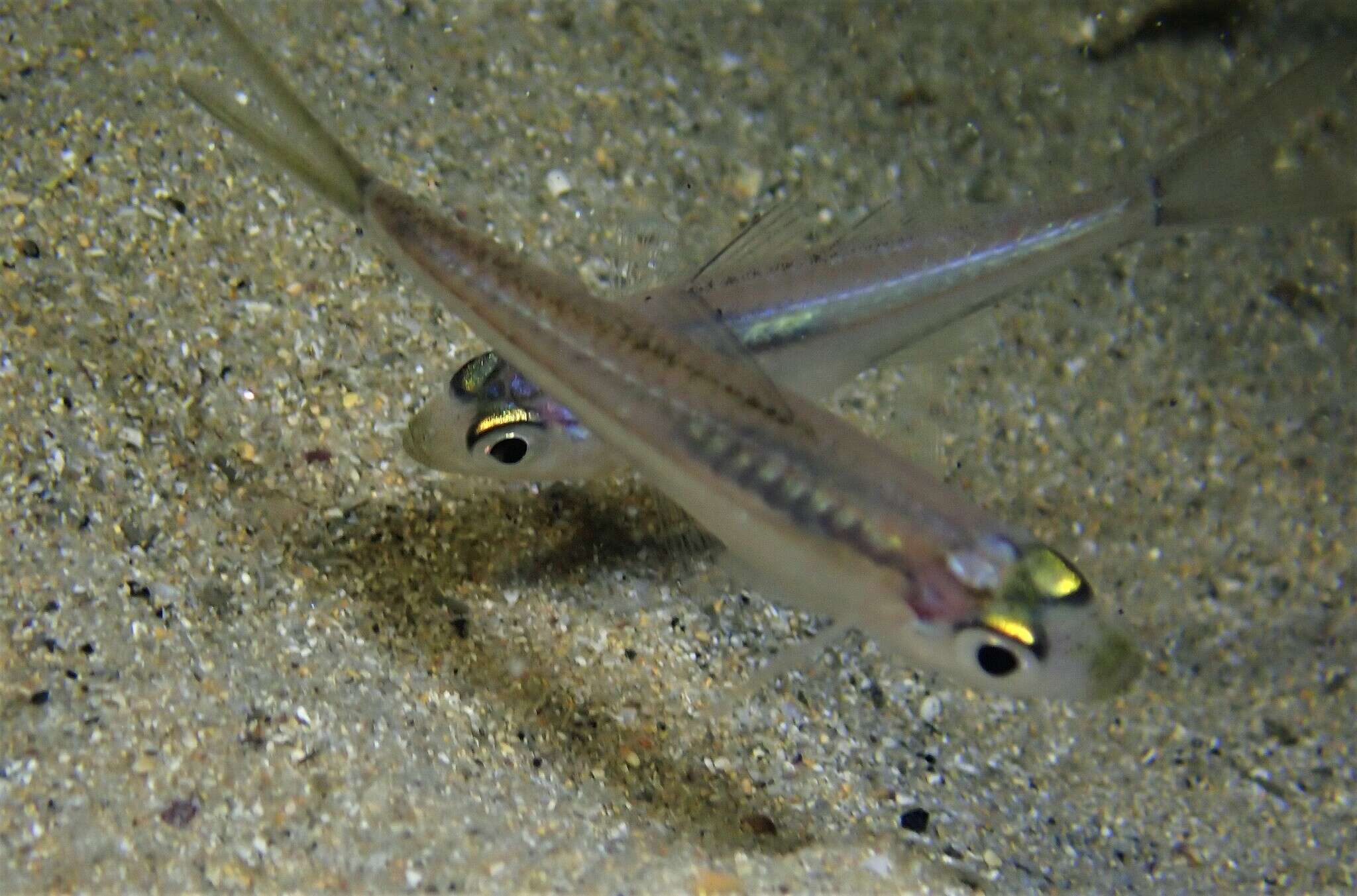 Image of Port Jackson glassfish