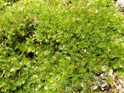 Image of crumia moss