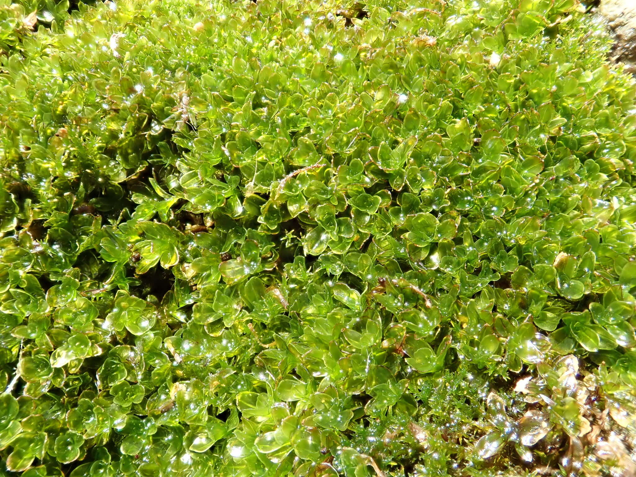 Image of crumia moss