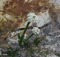 Image of Conospermum ellipticum Sm.