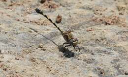 Sivun Progomphus borealis McLachlan ex Selys 1873 kuva