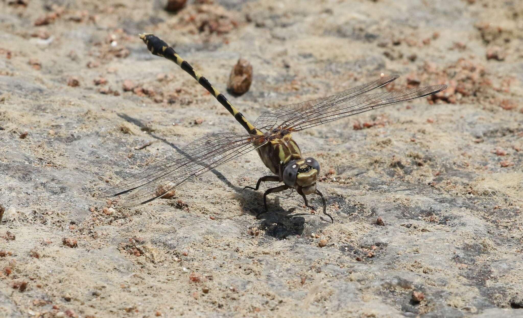 صورة Progomphus borealis McLachlan ex Selys 1873