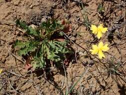 Image of Goodenia pinnatifida Schltdl.