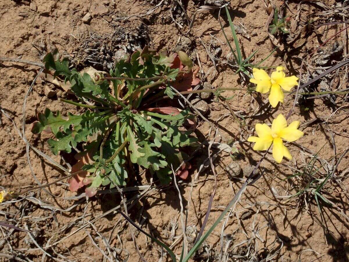 Image of Goodenia pinnatifida Schltdl.