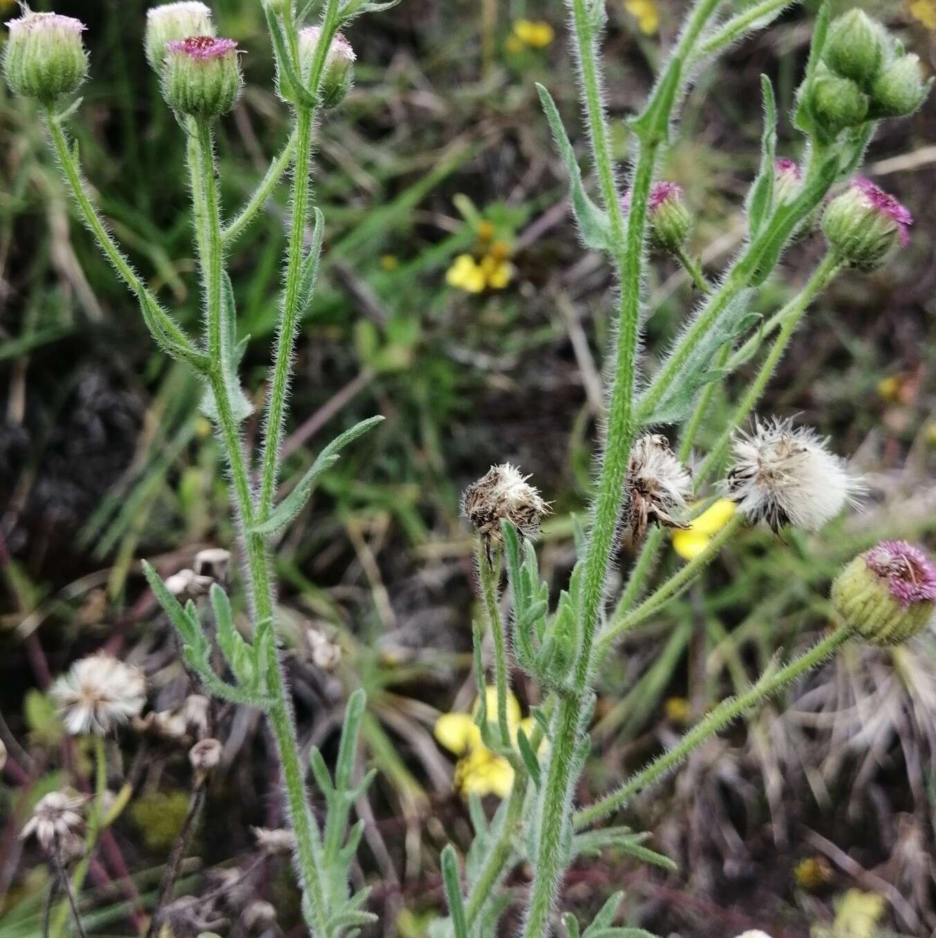 Image of Erigeron apiculatus Benth.