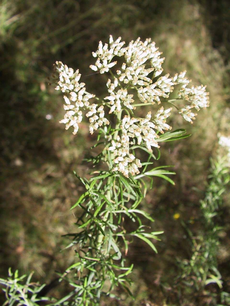 Image of Cassinia aculeata (Labill.) R. Br.