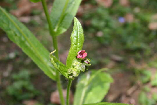 Image of Green Hound's-tongue