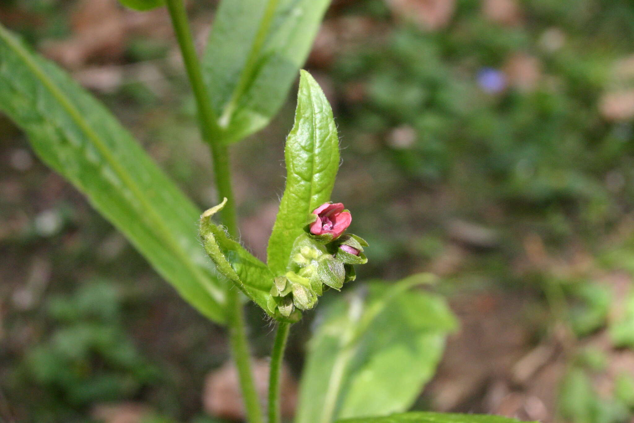 Image of Green Hound's-tongue