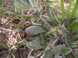 Image of Centella tridentata (L. fil.) Drude ex Domin