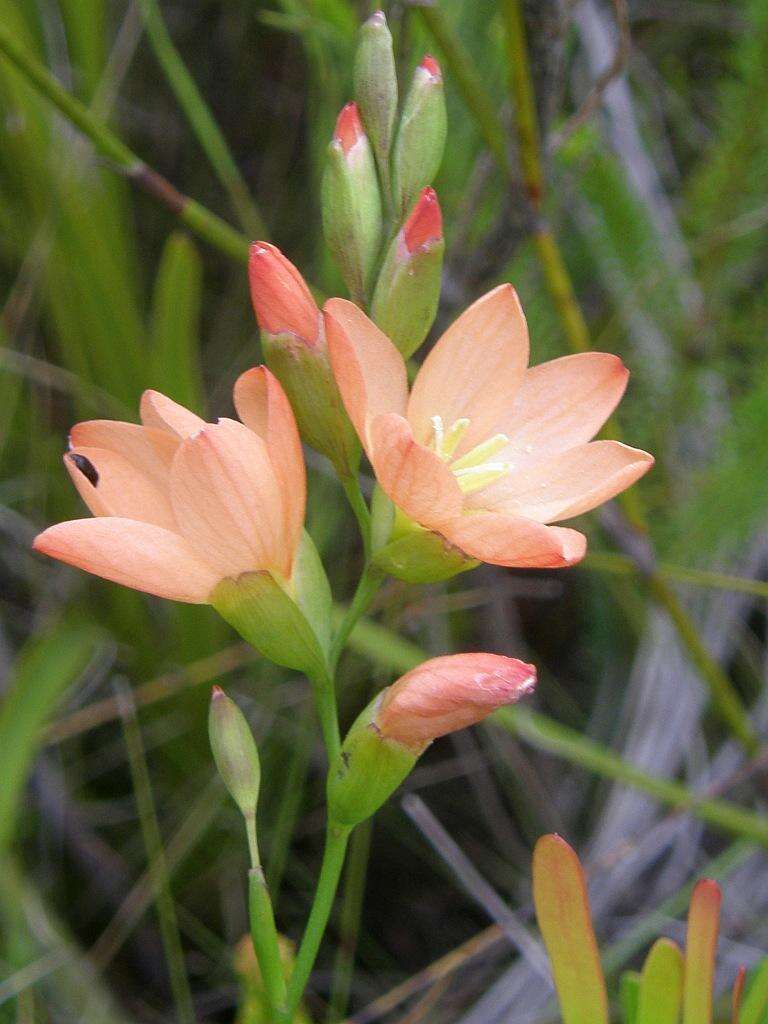 Image de Gladiolus brevitubus G. J. Lewis