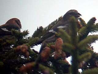 Image of Two-barred Crossbill